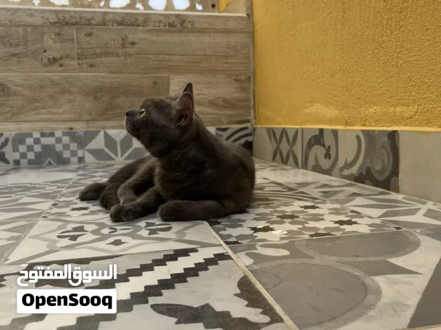 قطو ذكر رمادي للتبني