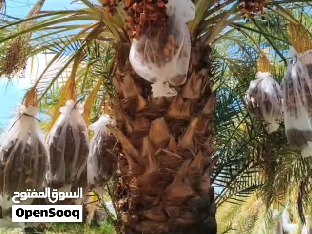 Farm Land for Sale in Giza Bahariya Oasis
