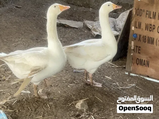 وز الوصف مهم