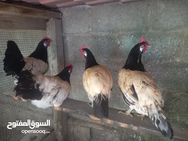دجاجات ملكي عدد 4 ما شاء الله تبارك الرحمن