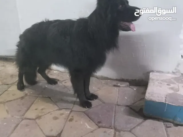 بلاك رويال