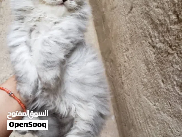 ثلاث قطط انثى و 2 ذكور
