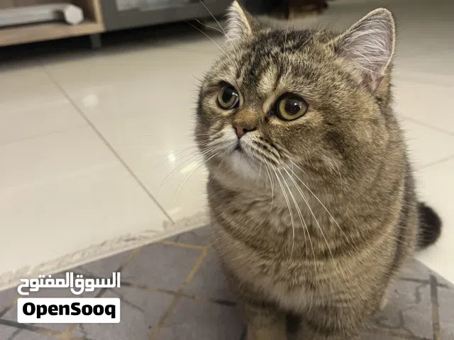للبيع او للبدل قط بريتيش سكوتش جميل جدًا