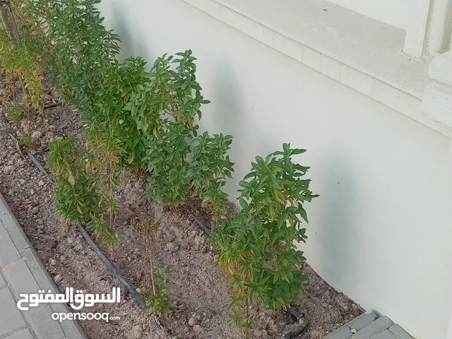 منسق حدائق ومزراع