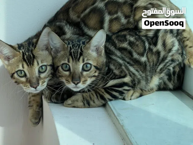 Pure bengal kittens 3 months