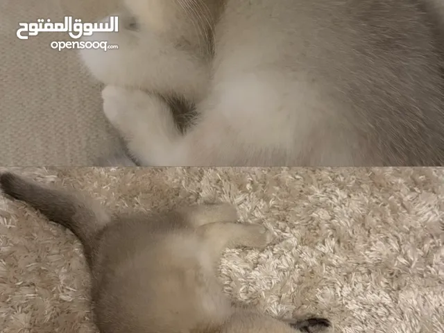 قطط سكوتش فولد و ستريت