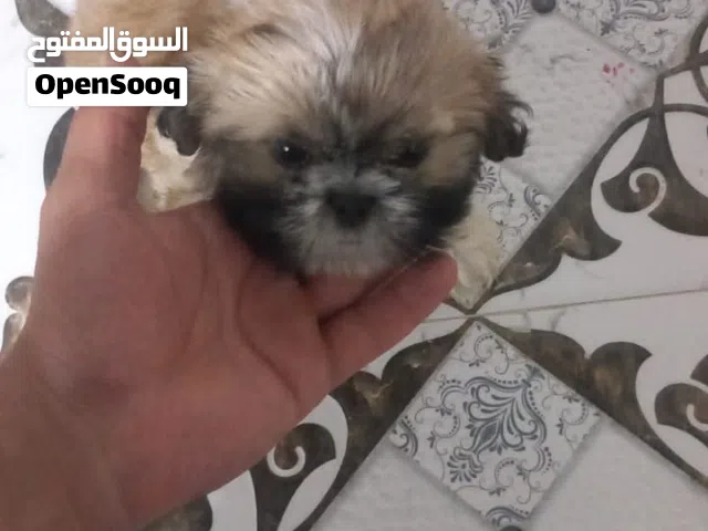 شيتزو عمر شهرين