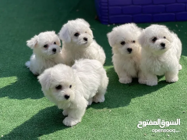 شيتزو و مالتيز ميني بيور للبيع اعلى مستويات