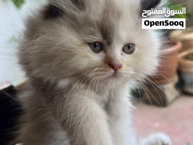 قطة صغيرة همالايا للبيع