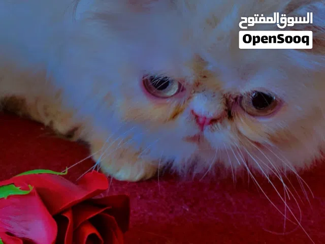 دكر بيكي فيس العمر 5شهور مكان طرابلس وبسوم مش غالي