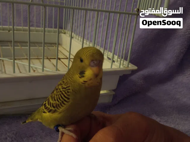 طير هند ذكر للبيع