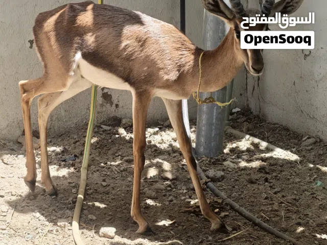 غزال الديماني ( الريم ) ذكر