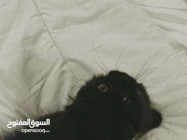 للبيع سكوتش فولد لونج هير دارك تشوكليت