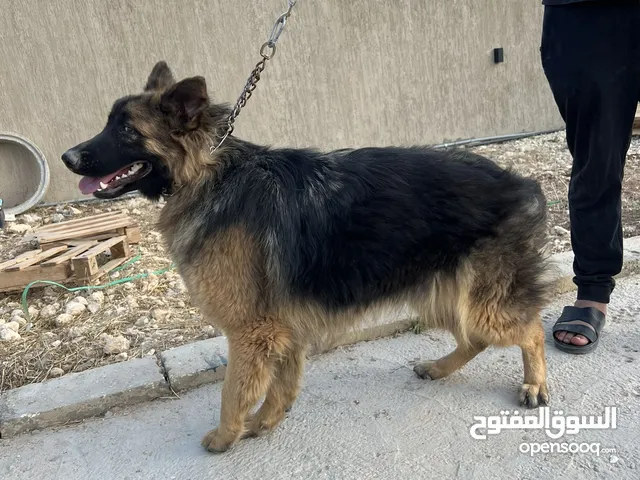 كلاب جيرمن ودبرمان