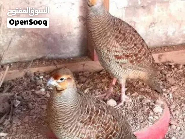 صفرد باكستاني للبيع