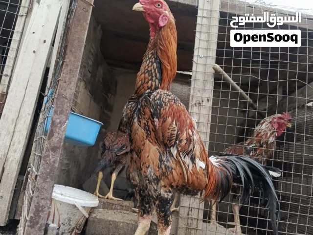 ديج هراتي مخلف