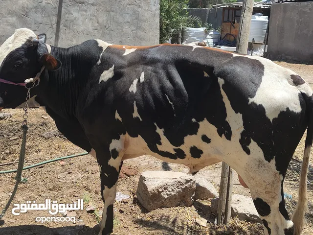 السلام عليكم ورحمة وبركاته اقره الوصف كلشي بيه