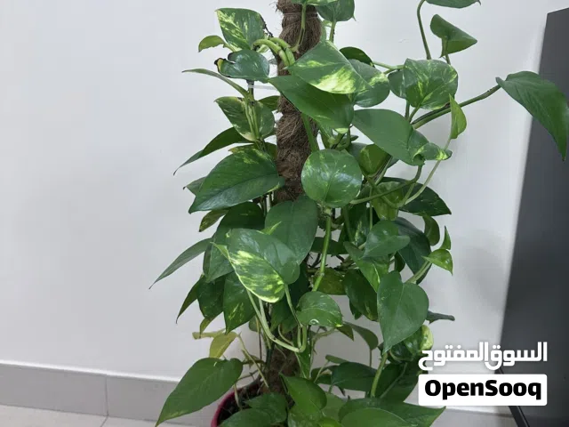 Money plant