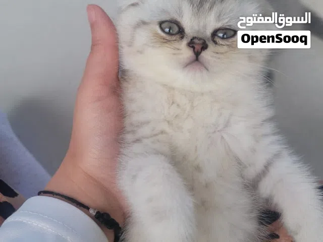 قطط سكوتش فولد