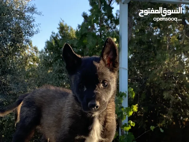 ذكور وأناثي بلجم مالينوا للبيع