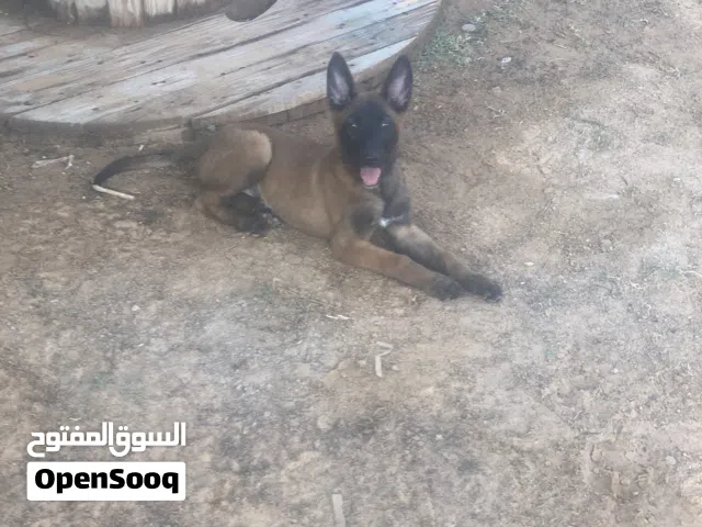 كلبه ملينوا