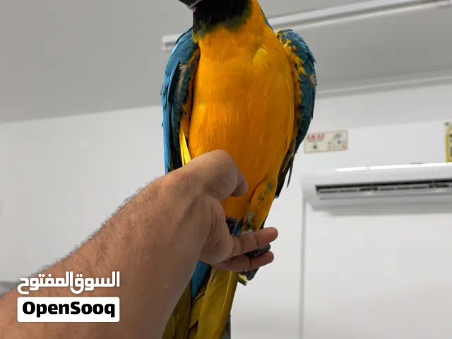 Macow bread very friendly she is her name is abi i have big cage for her also stand