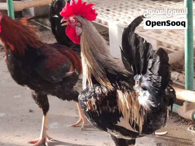 ديوجه للبيع فوال صحه ماخذات جميع القاحات