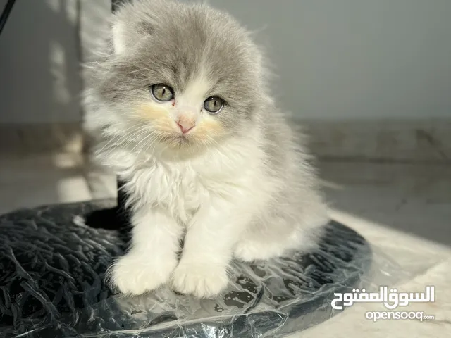 ‏scottish fold