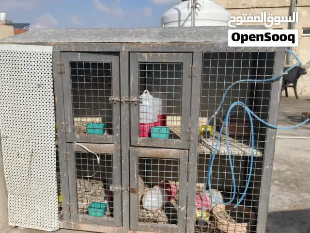 قفاص حمام عدد ثنين واحد كبير بسع 4 جواز بلون سكني وواحد بسع 3 جواز بلون ذهبي واسود الحالة جديدة