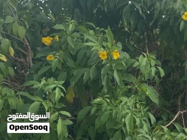 Apple iPhone 12 Pro Max 256 GB in Buraimi