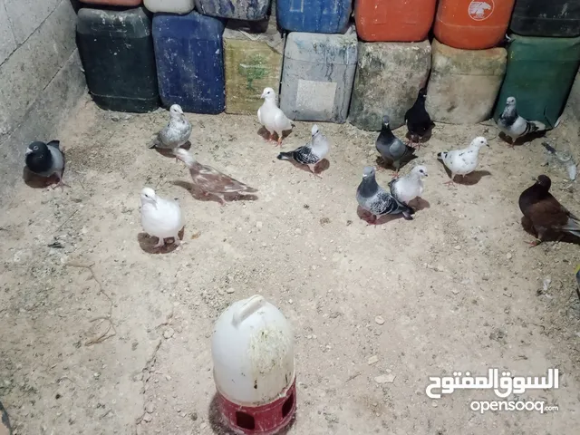موجود ثلاثه جواز جوزين بلدي جوز بلدي بوز للبيع او للبدل علا جوز برابسي تواصل واتس