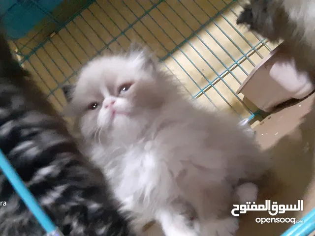 persian cat