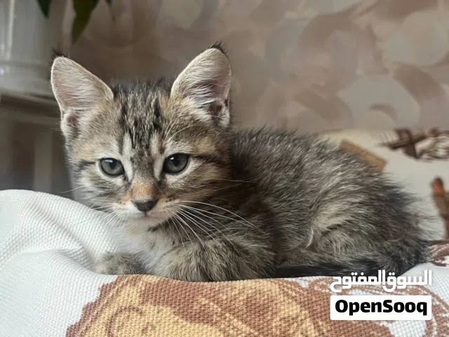 بزونة أنثى صغيرة لعوبة و مرحة ملقحة و نظيفة معلمة للذهاب للبوكس لقضاء الحاجة مجانا