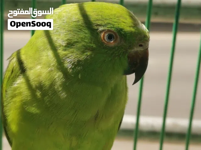 أنثى ببغاء درة أفريقي