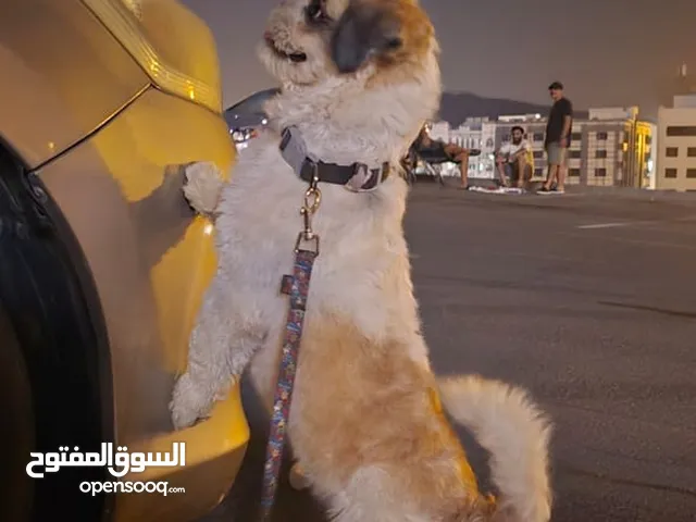 Two dogs for sale — one male and one female. كلبين للبيع ذكر و انثى