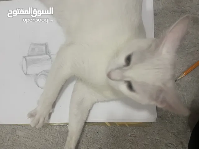قطط صغار مع الام نوعهم شيرازي مكيس تركش