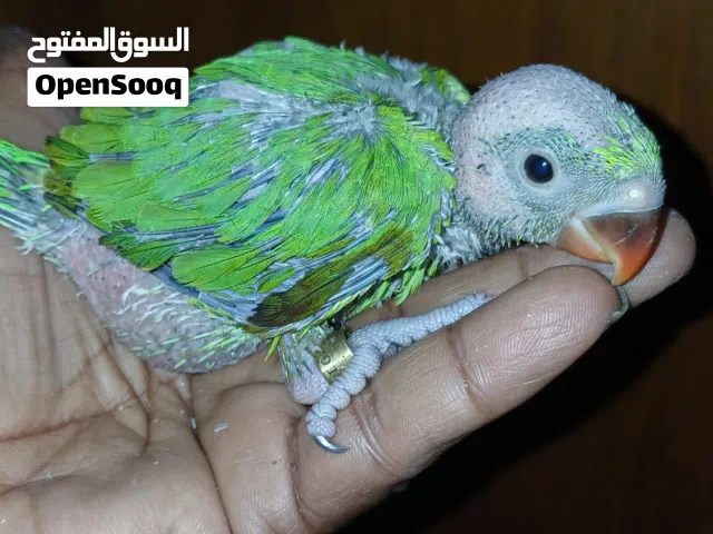 دره هندى تأكيل يدوى