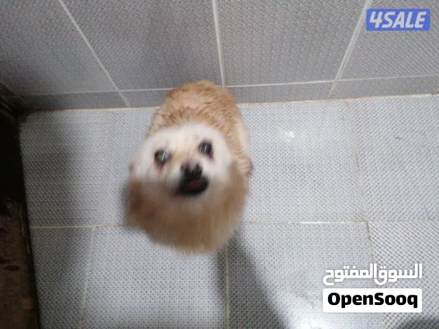 كلب للبيع واخد كل التطعيمات يحب اللعب