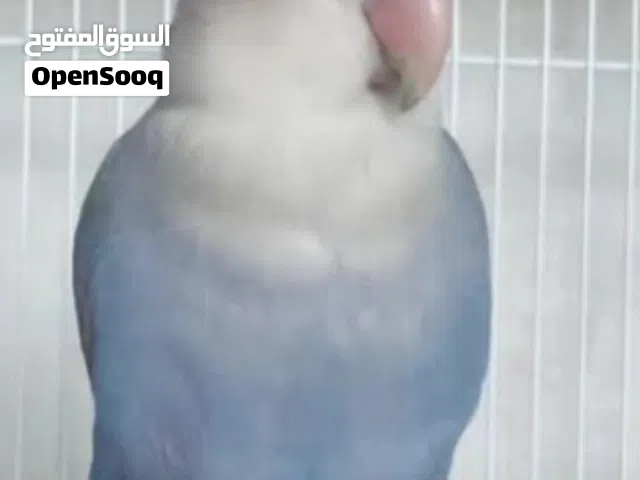 مطلوب مطلوب مطلوب روز انثى أليف