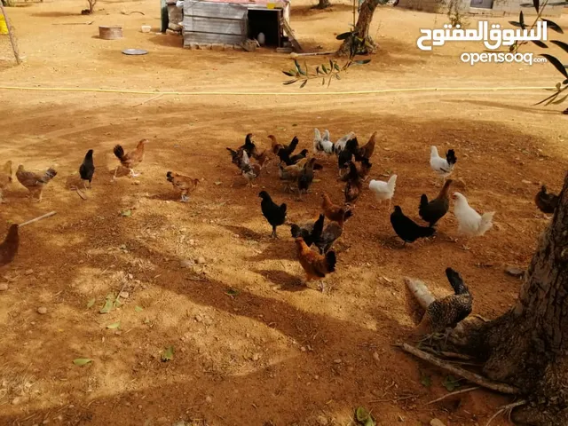 دجاج عربي العمر تلاته شهور