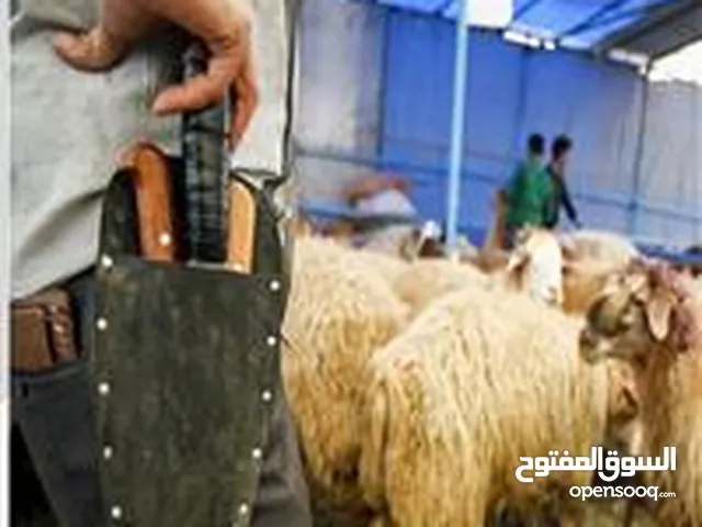 لحام اضاحي لذبح الاضاحي من الخراف والعجول والجمال بدقة عالية نصلكم اينما كنتم