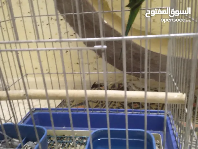 جوز ببغاء الدره للبيع  اقراء الوصف