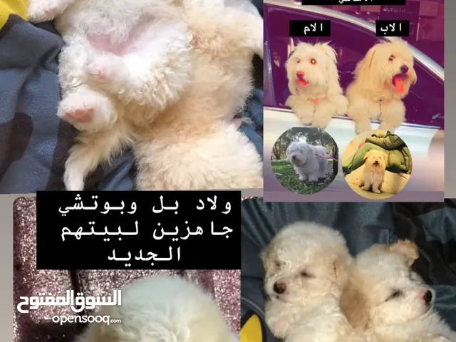 فرنش تيرير بيور موجود صور السلاله كامله