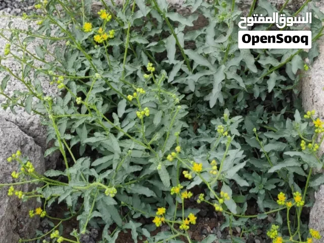 عشبة الشذاب تفر التيس