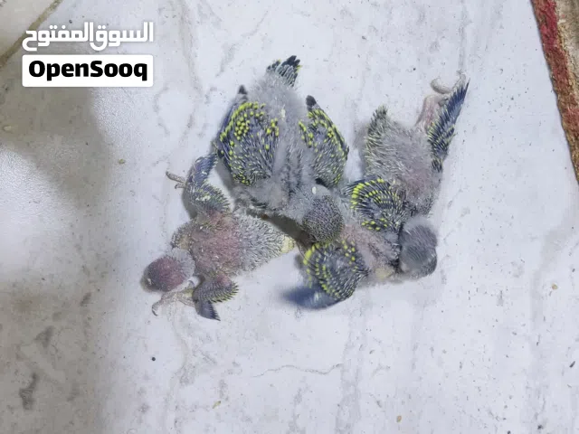 طيور حب افراخ اقره وصف