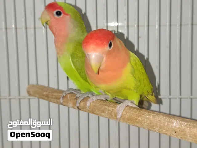زوج لوف بيرد منتج وباقى التفاصيل فالوصف