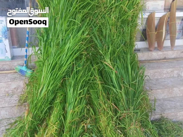 عرض لم يسبق من قبل  بيع طعام (قت) وزرع