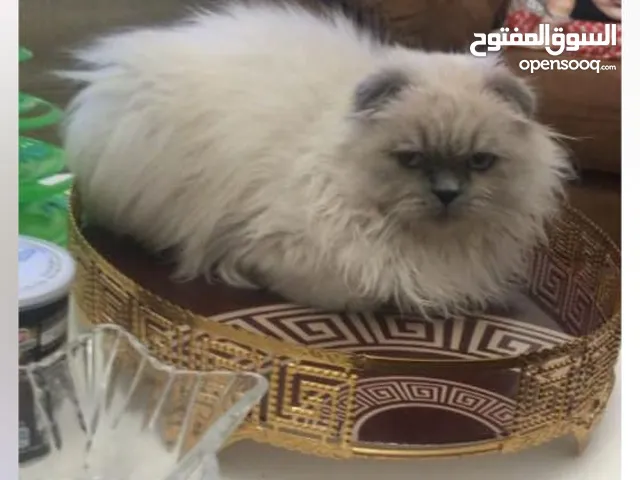 قط سكوتي فولد معه مامل اغراضه عمره 3 سنين ماخذ جميع مطاعيمه ومخصي