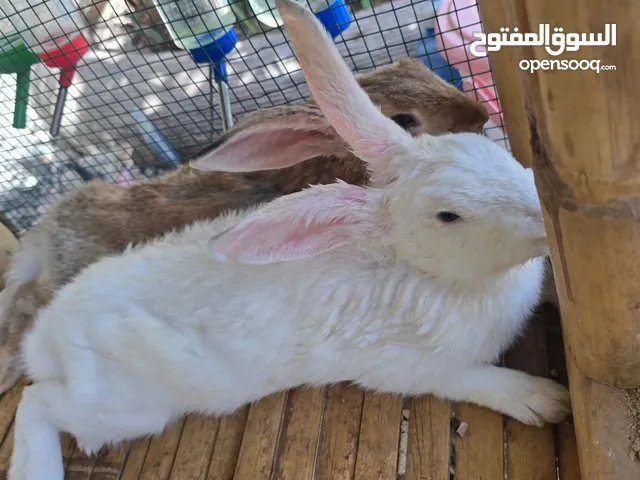 للبيع زوج ارانب