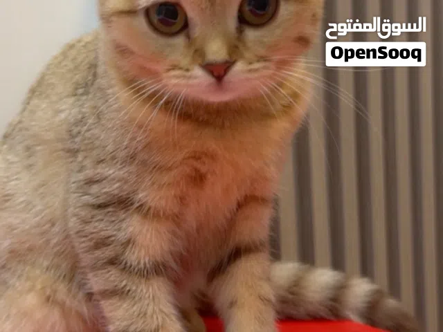Seline Scottish fold